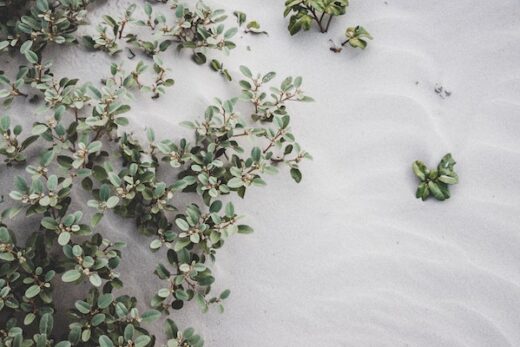 Hierbas medicinales en invierno: 3 plantas para combatir el frío