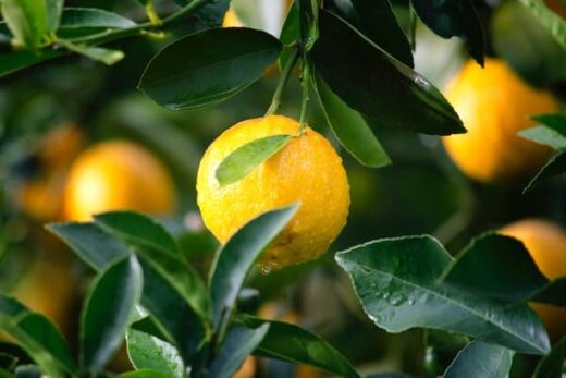 Treating&#x20;yourself&#x20;naturally&#x3A;&#x20;8&#x20;exceptional&#x20;uses&#x20;for&#x20;lemon