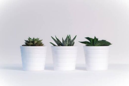 Stress and anxiety: 3 plants to calm the nerves