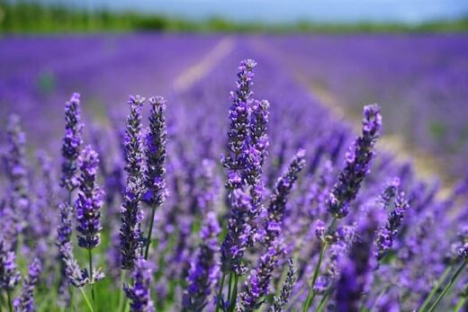 Lavender and its everyday virtues